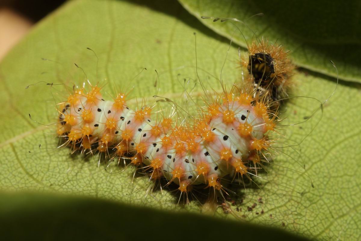 second moult (Saturnia pyri)