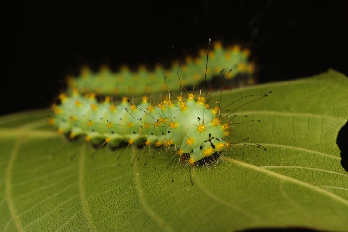 second moult (Saturnia pyri)