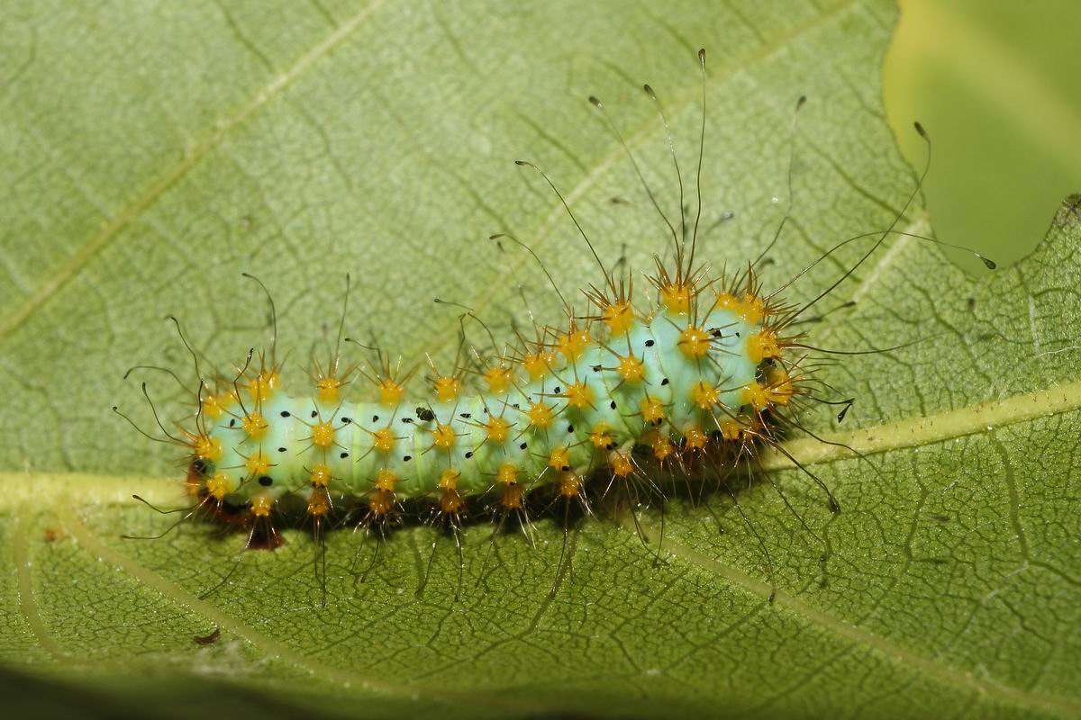 second moult (Saturnia pyri)