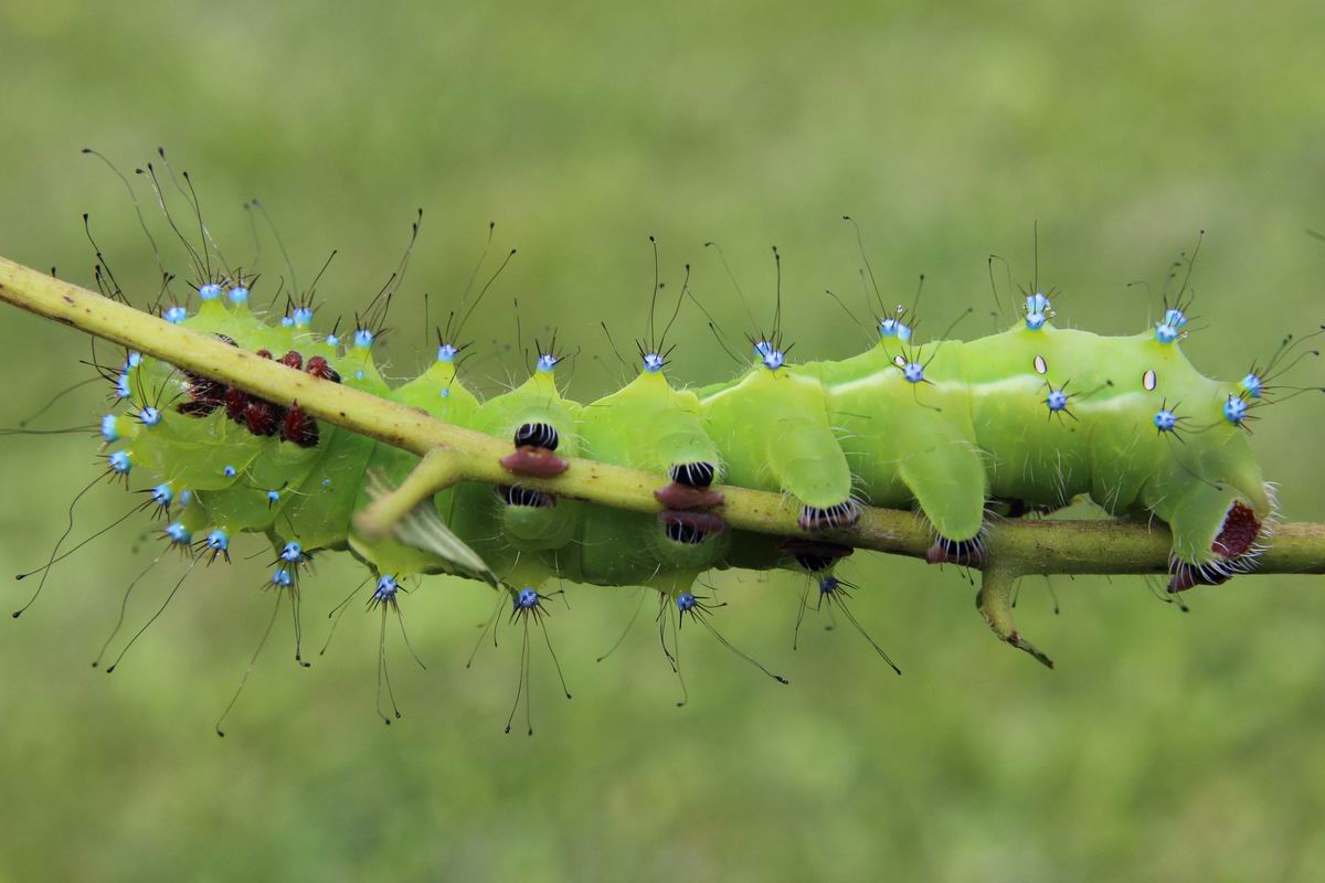 third suit (Saturnia pyri)