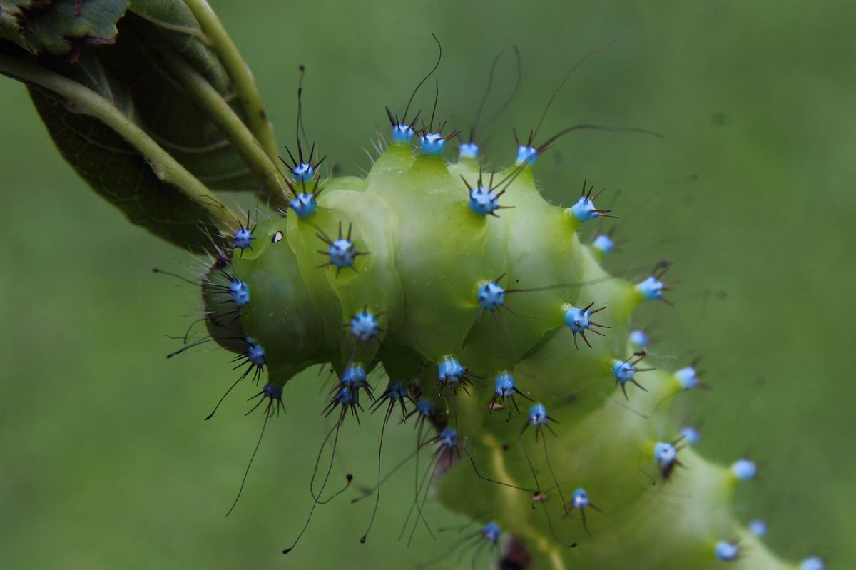 third suit (Saturnia pyri)