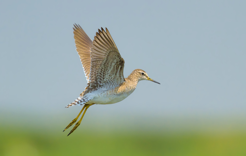 wood sandpiper