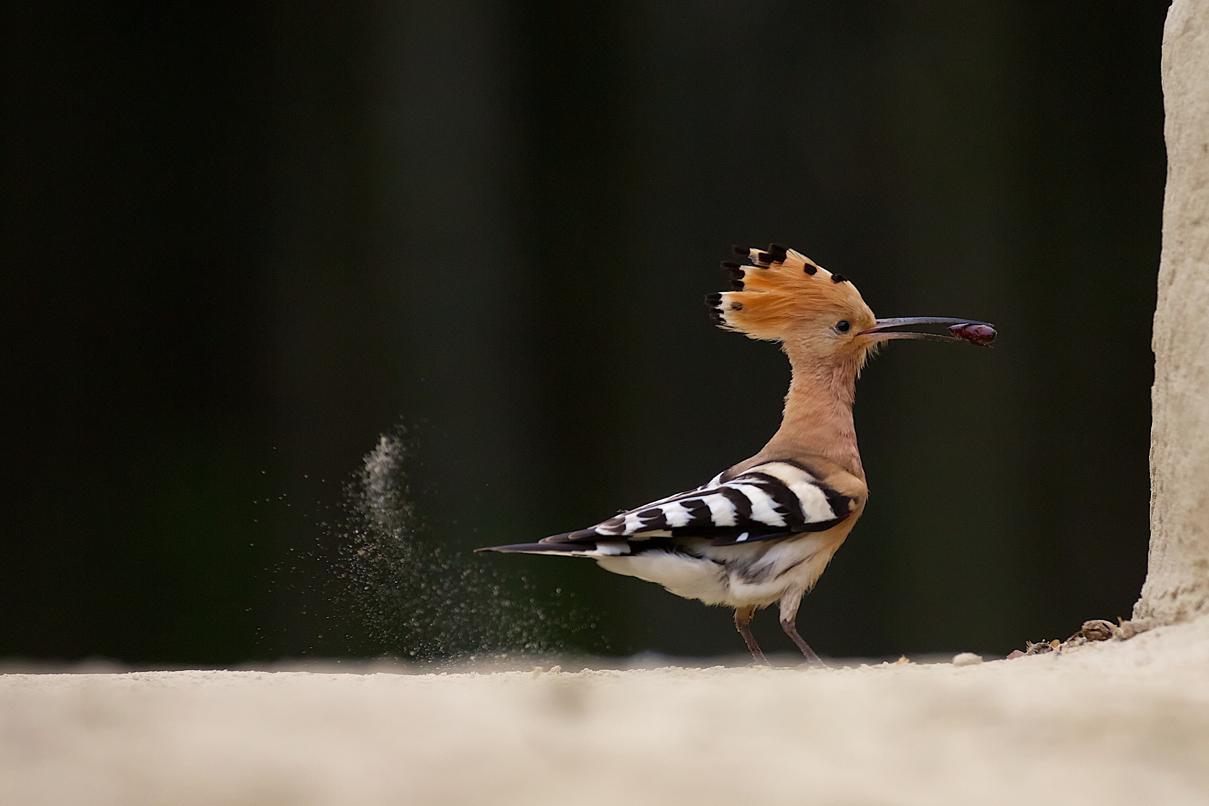 Hoopoe