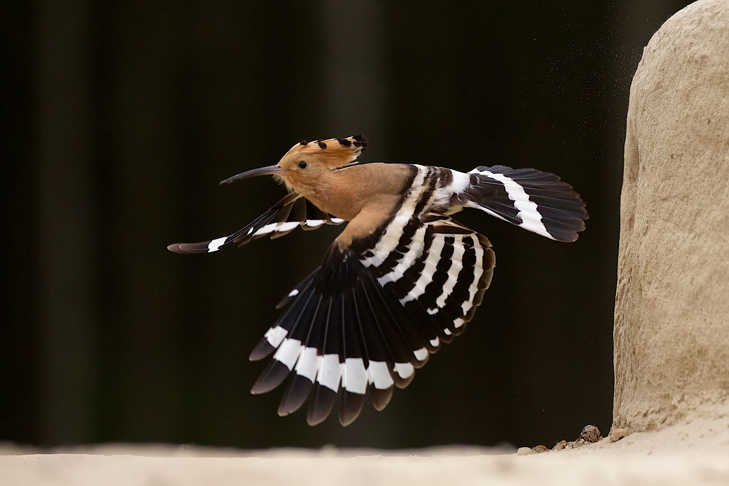Out of the nest hoopoe