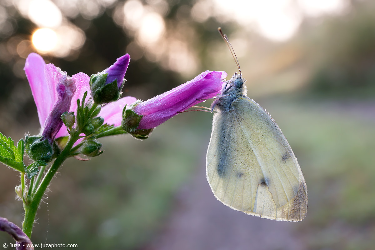Macro with Canon 24-70 f / 4