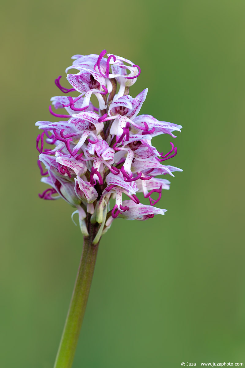 Orchis Simia, 007158