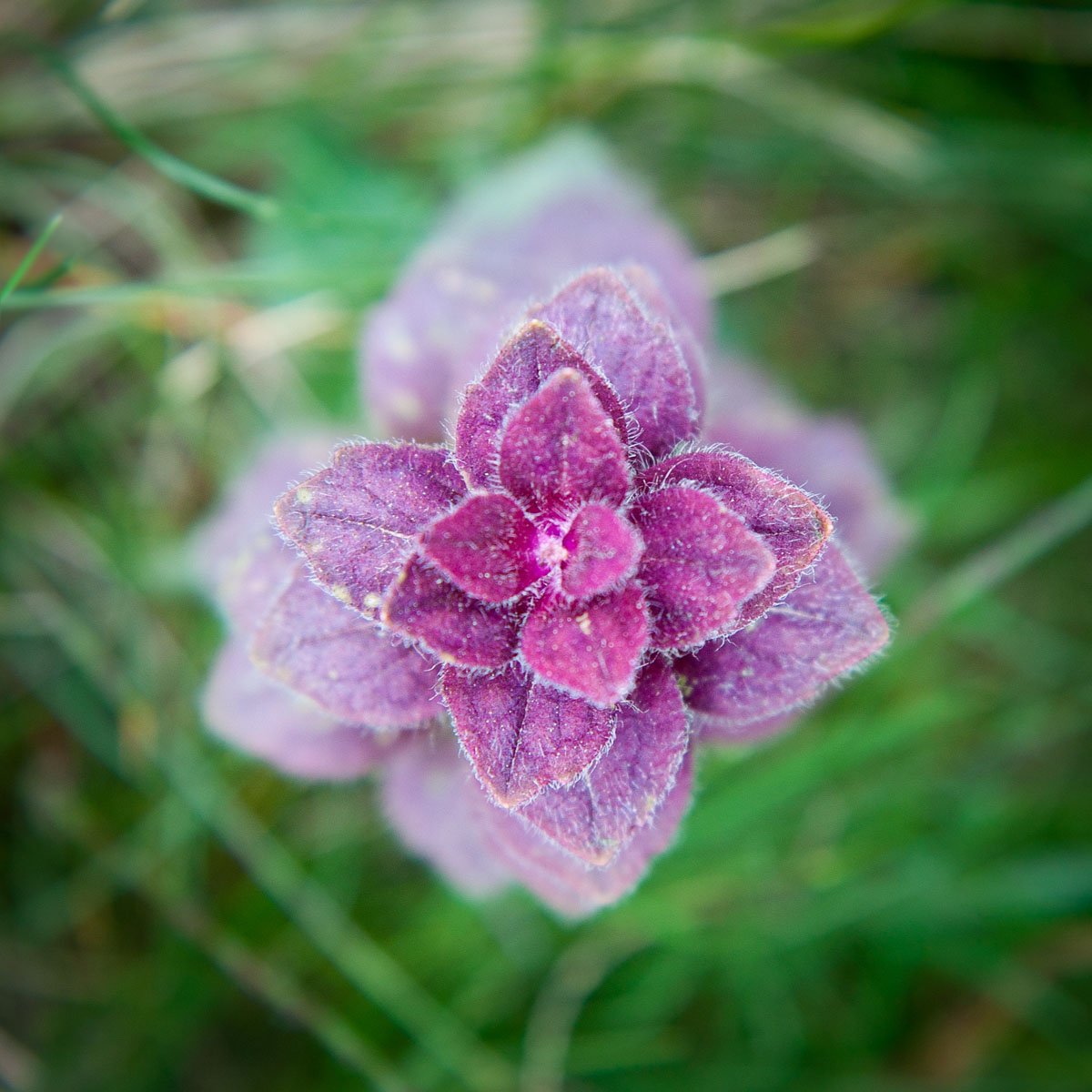 Ajuga pyramidalis
