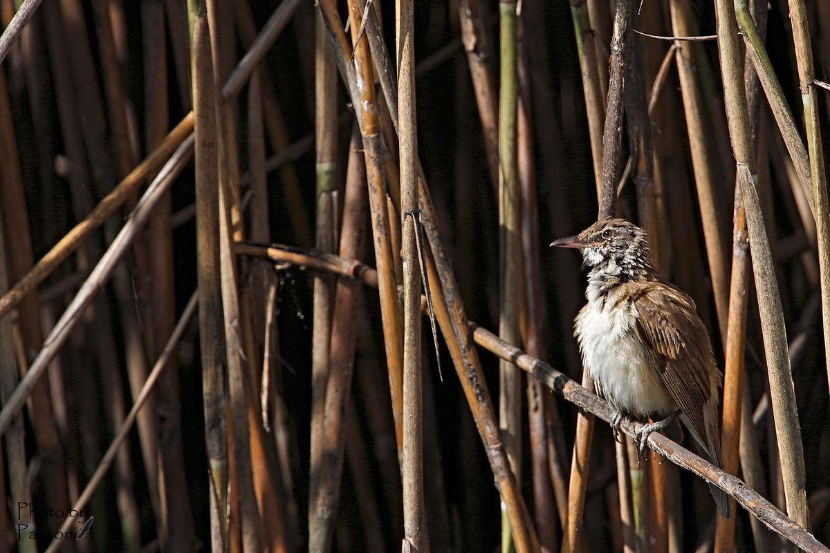 Giovane di cannareccione!