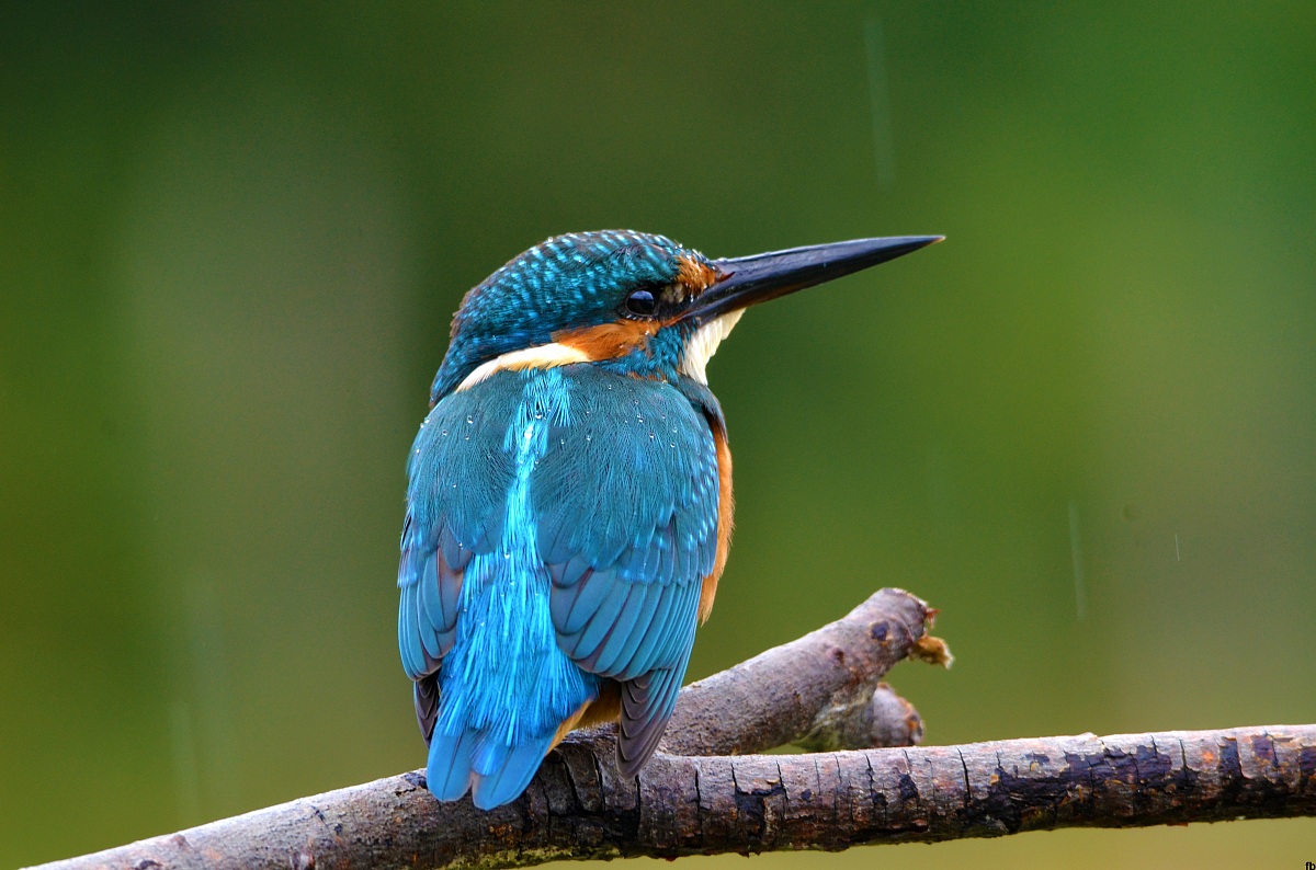 un giorno sotto la pioggia