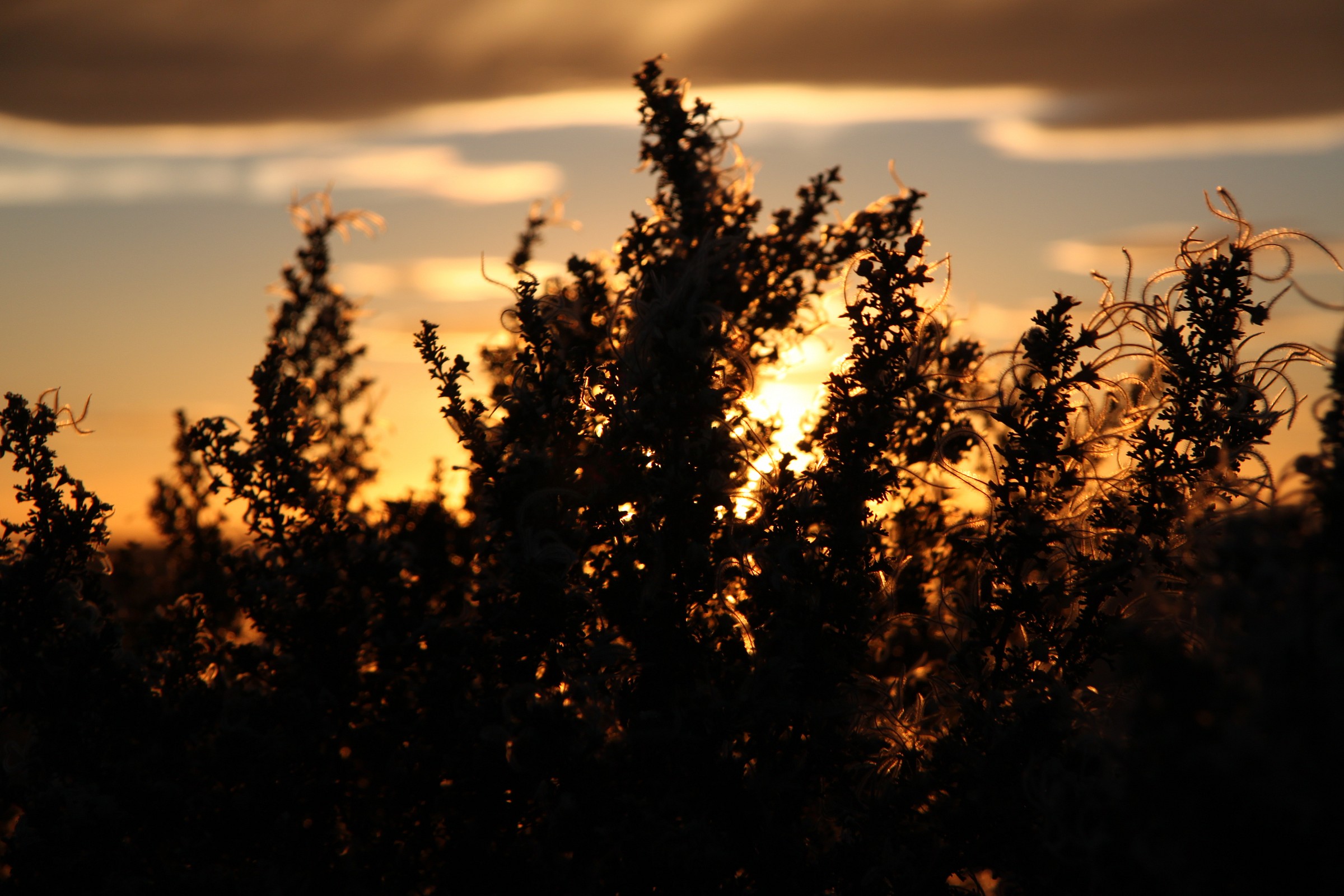 Vegetazione al tramonto