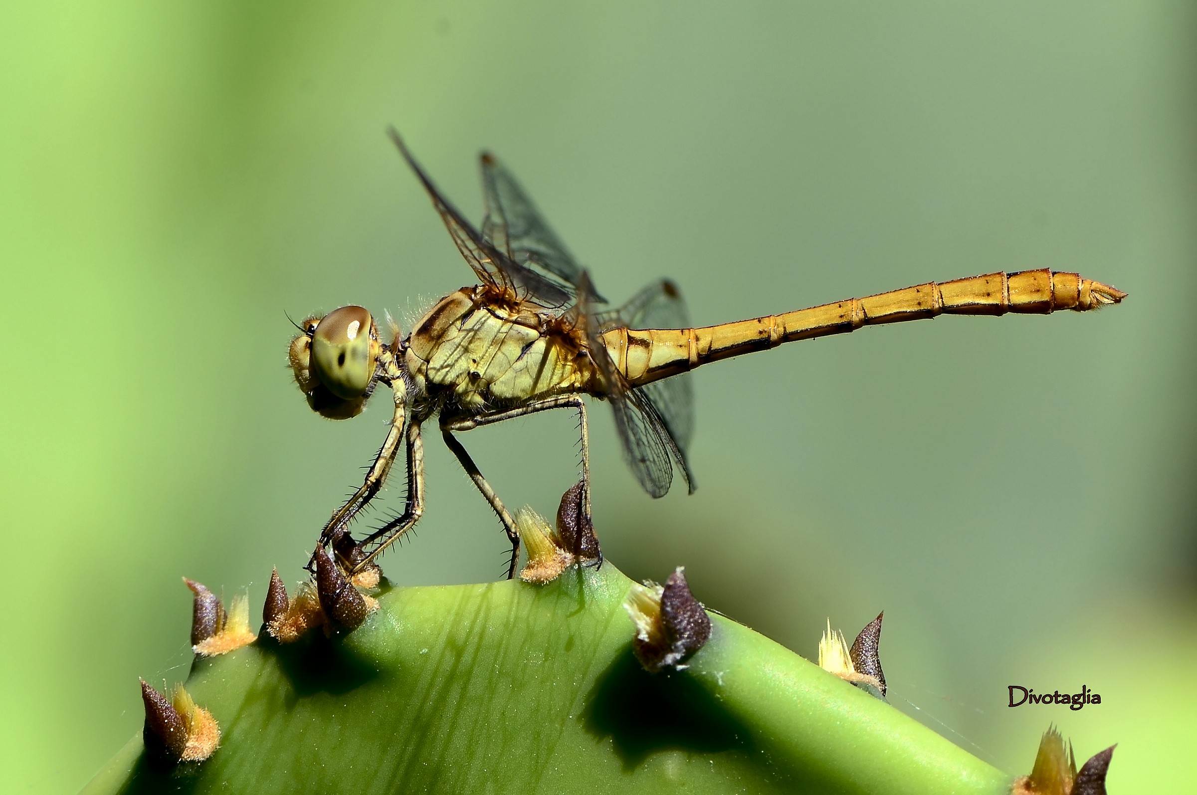 Dragonfly on the fig tree