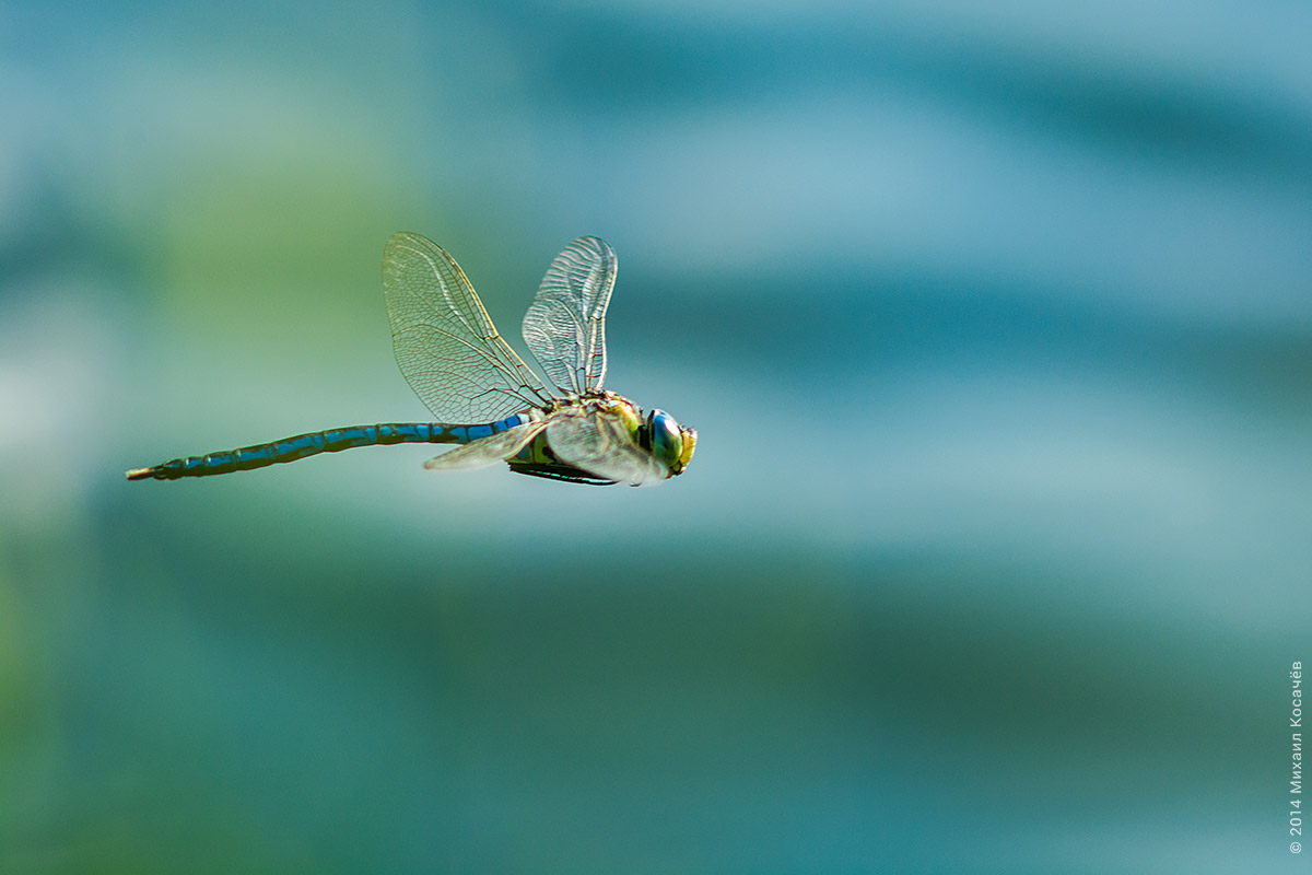 dragonfly