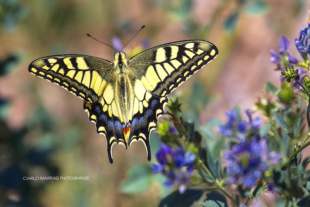 Papilio machaon
