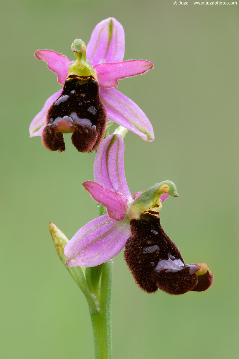 Ophrys bertolonii, 007624
