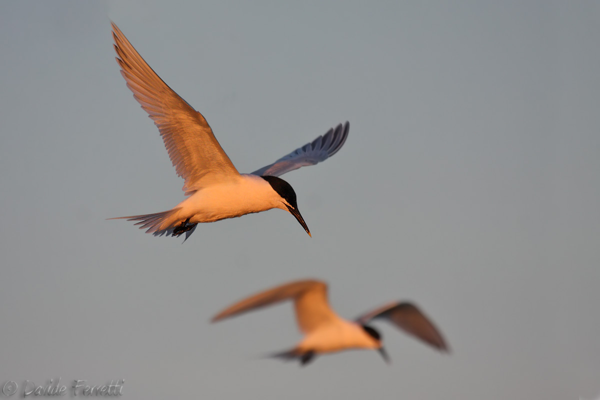 Sandwich Terns at sunset