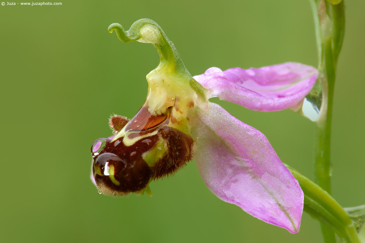 Bee Ophrys, 008488