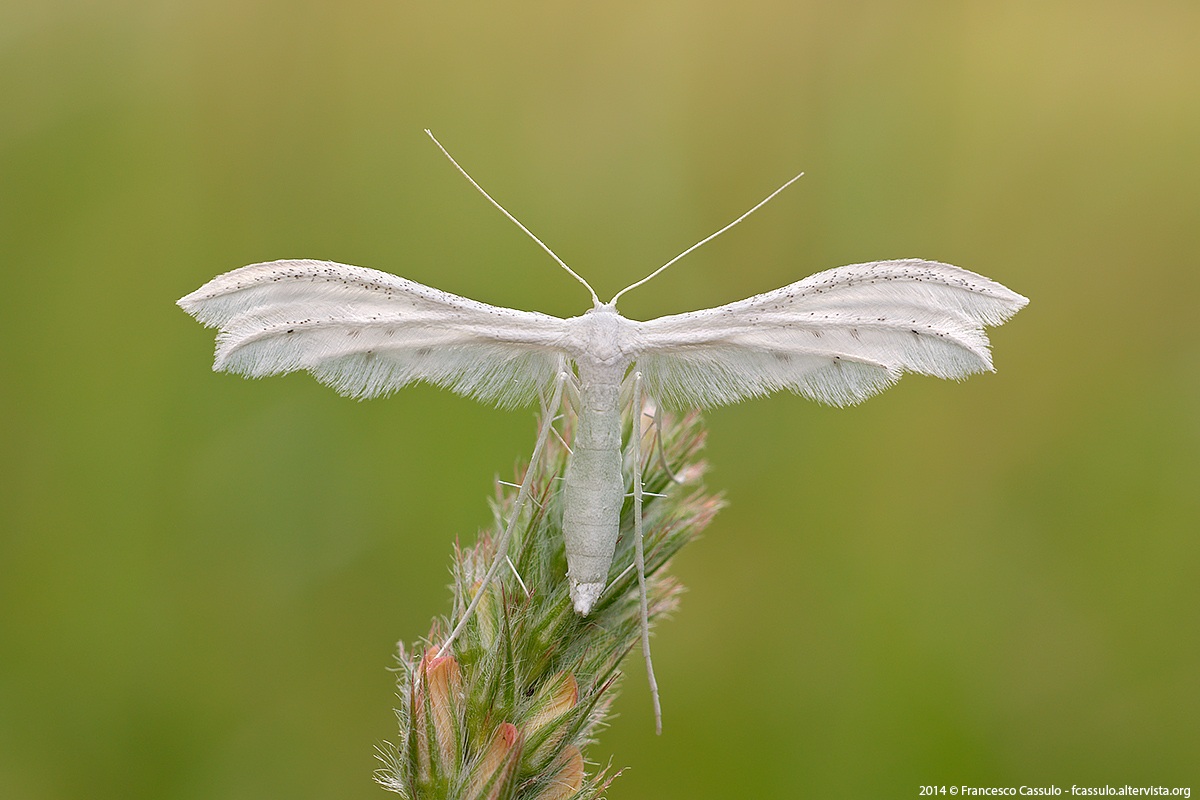 Pterophorus pentadactyla (Linnaeus, 1758)
