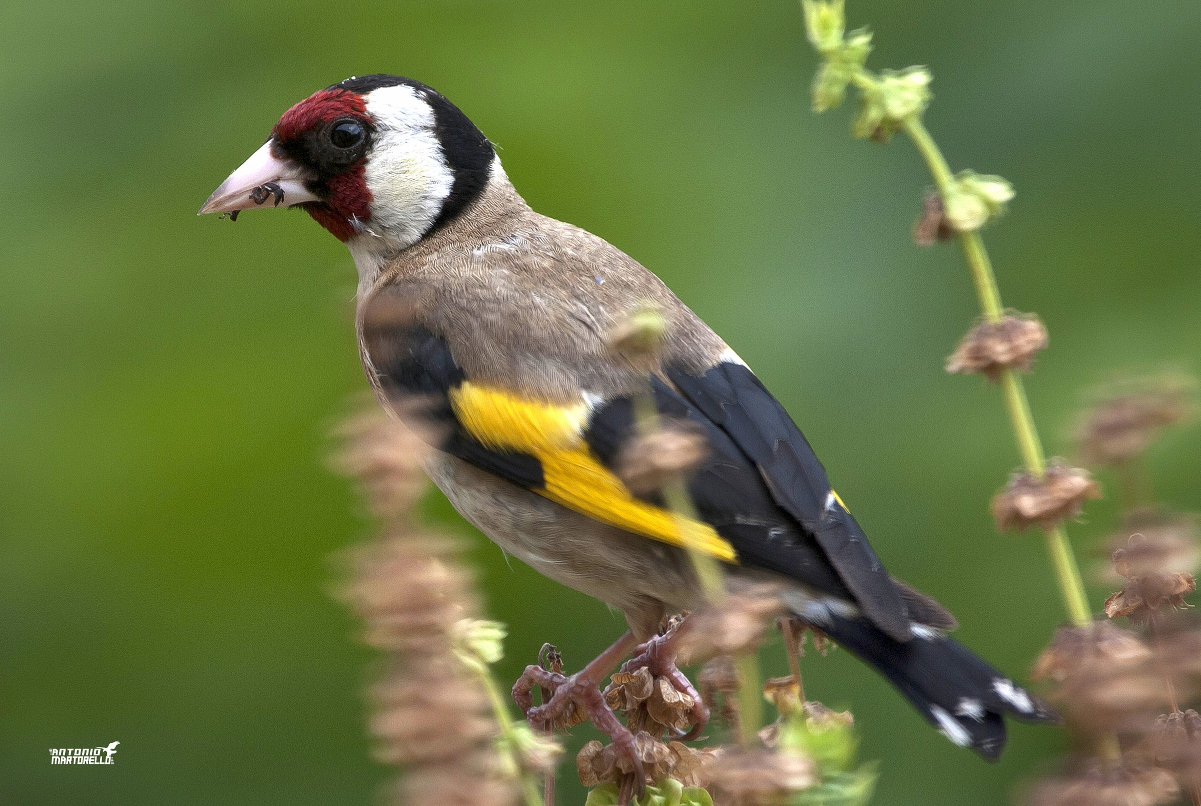 goldfinch