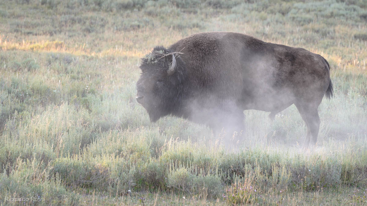 Yellowstone Buffalo