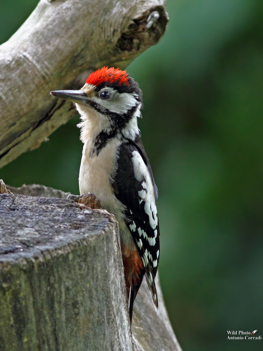 Giovane Picchio Rosso