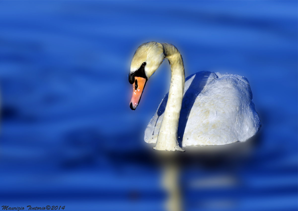 Swan