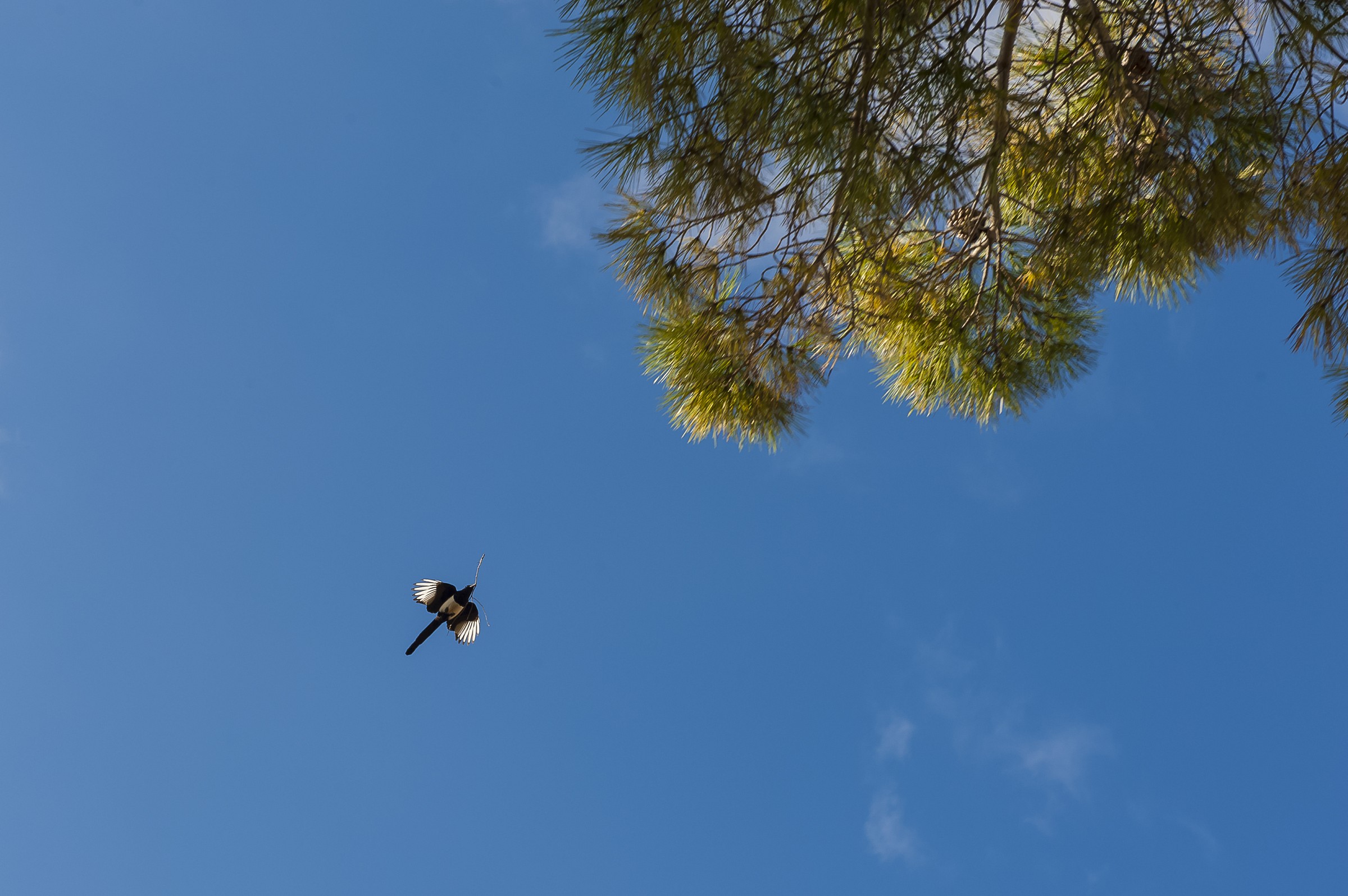 Che fatica costruire il nido...