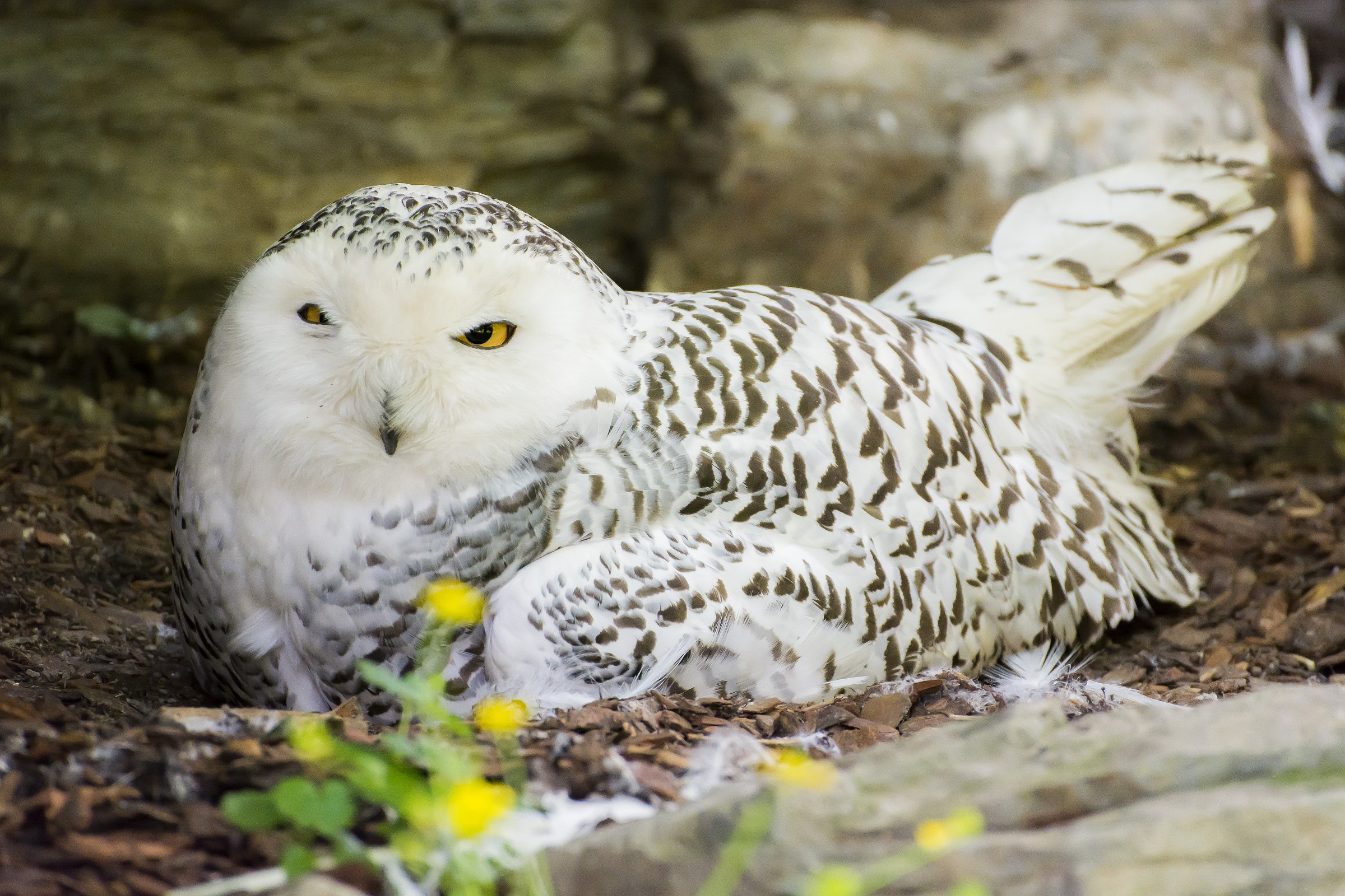 Civetta delle nevi. La cova