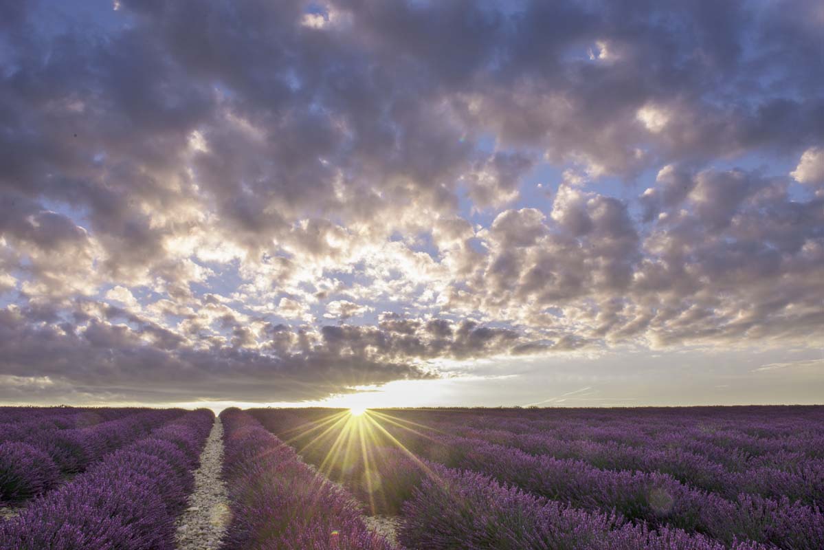 Alba sulla lavanda a Valensole