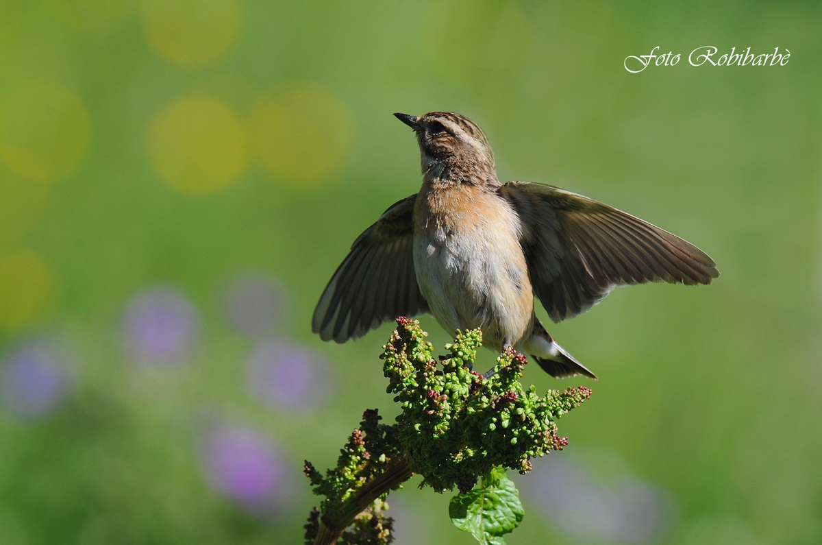 Stiaccino...in arrivo...