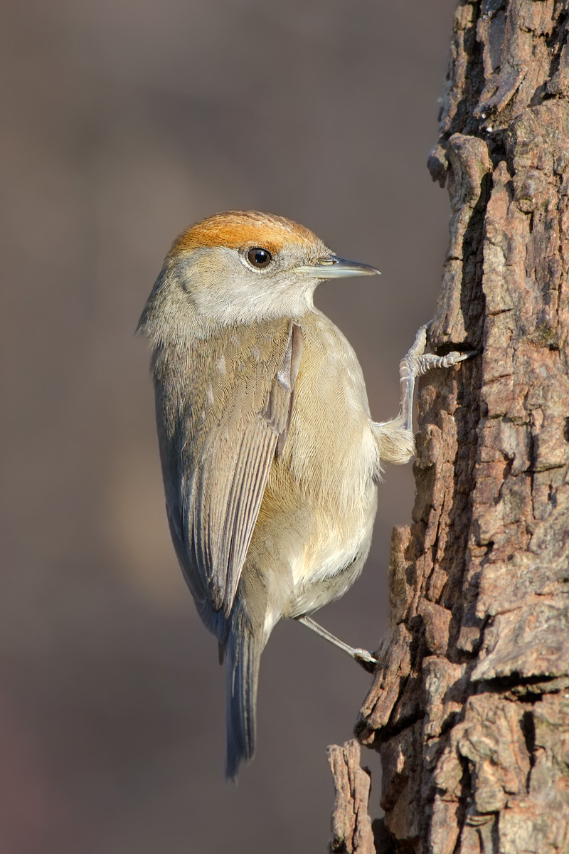 Capinera in verticale