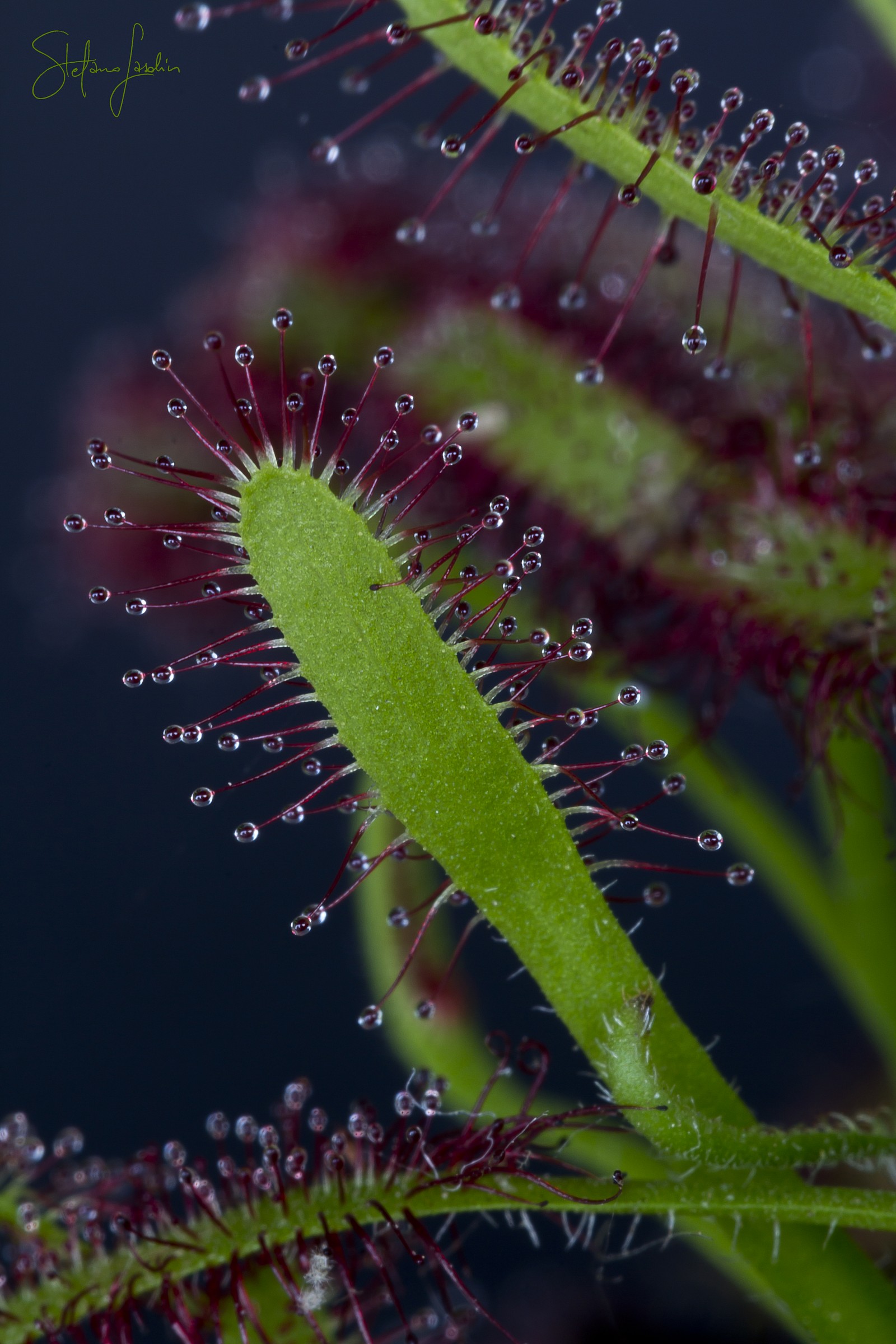 Drosera capensis
