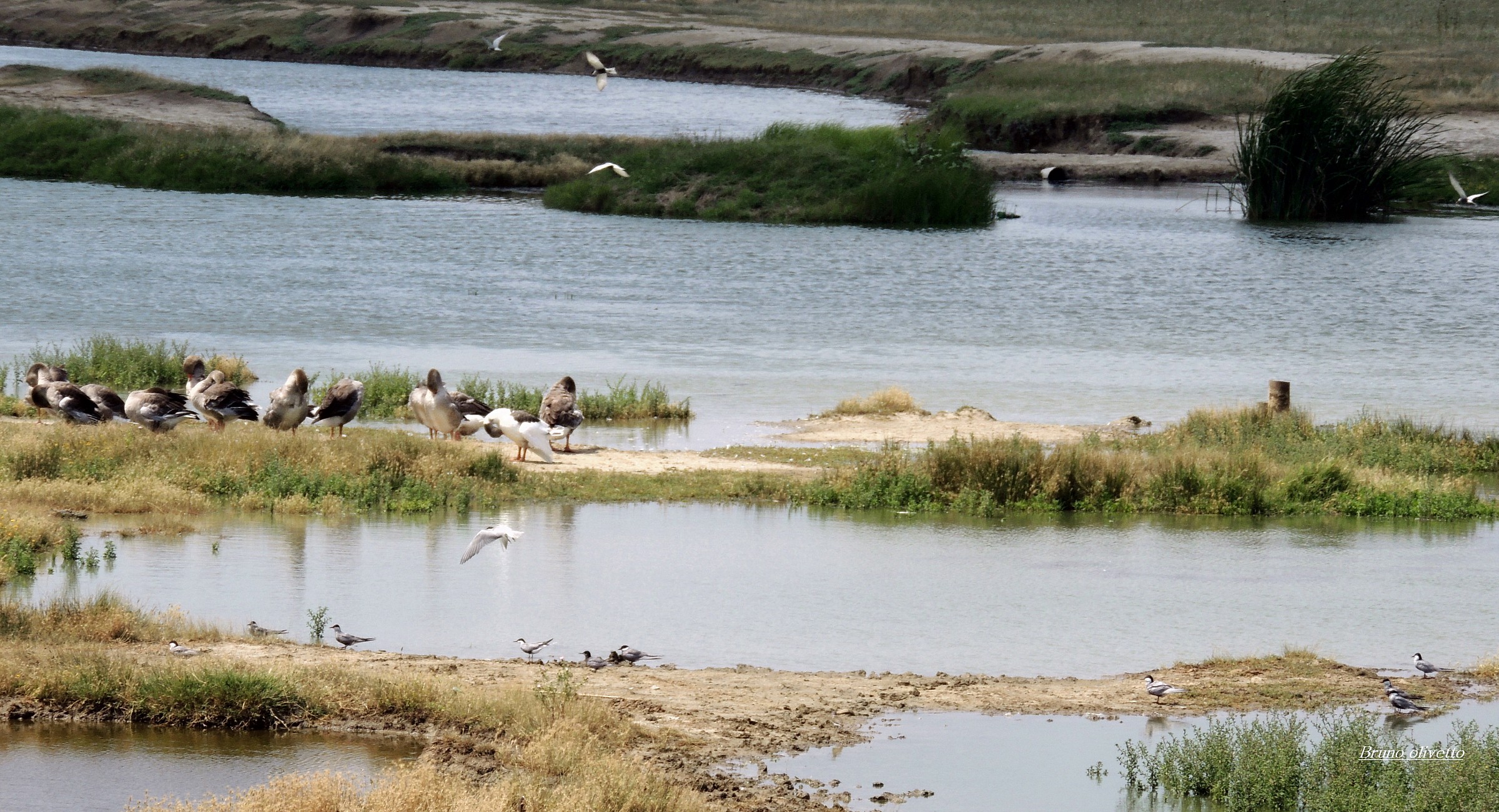 oche del delta Danubio