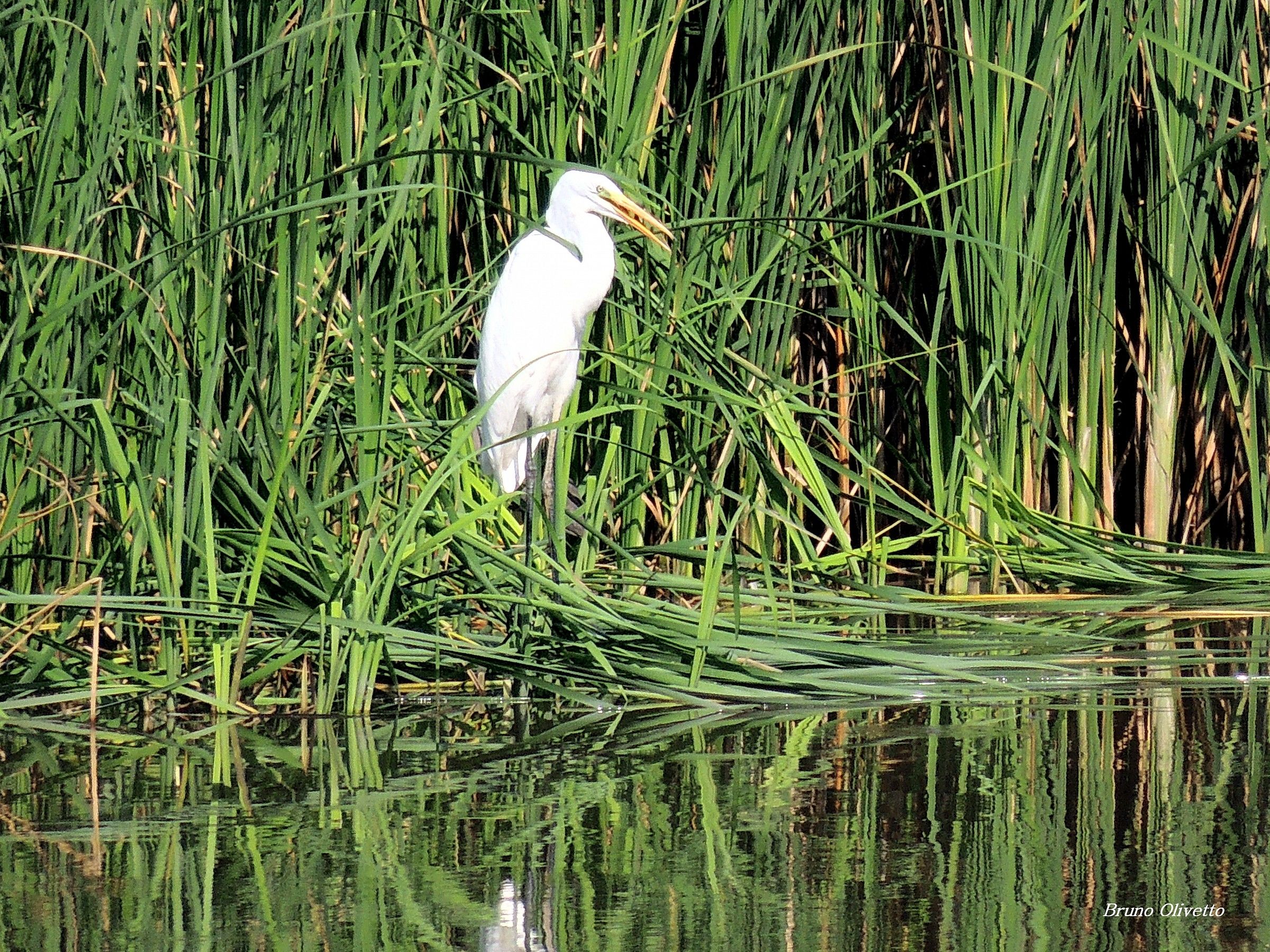 airone bianco maggire ( delta Danubio )