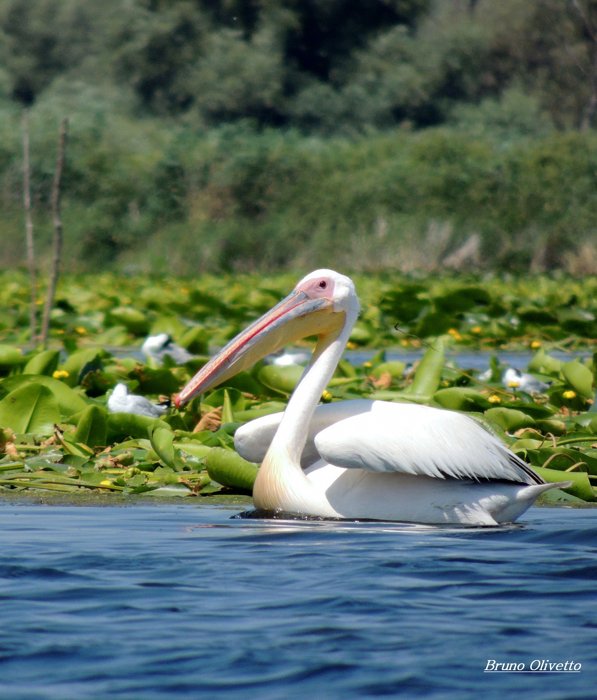 pellicano del delta Danubio