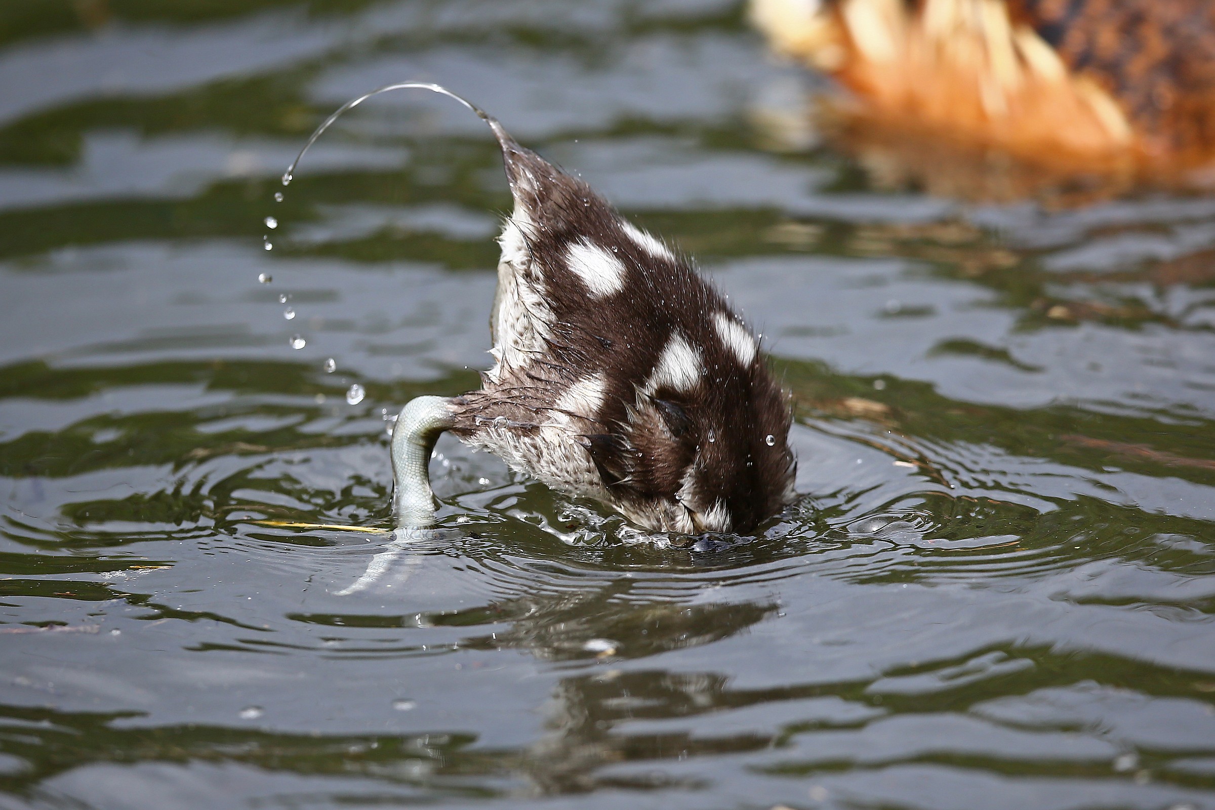 Stavolta mi tuffo io