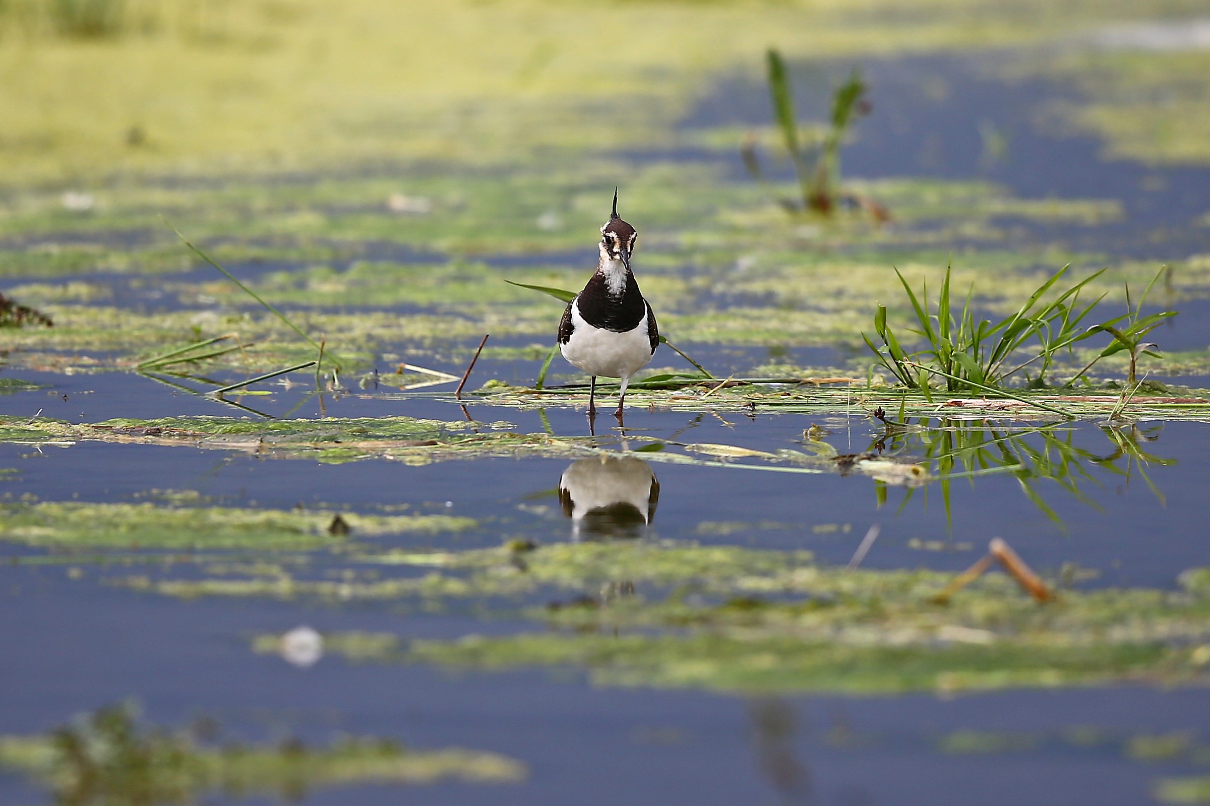 Dove trovo uno specchio?