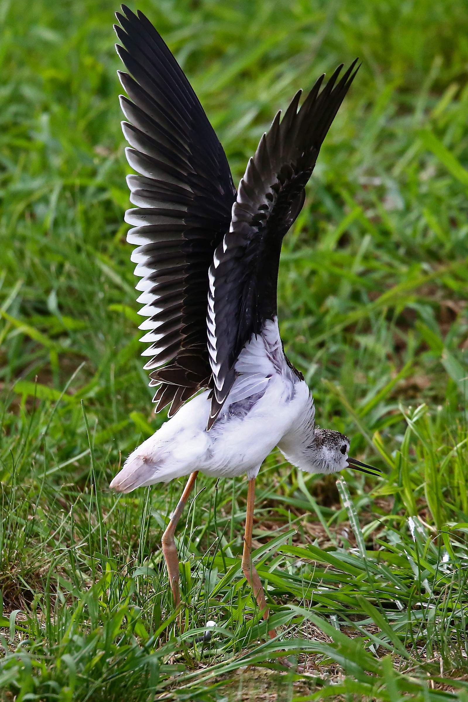 Sto provando a volare