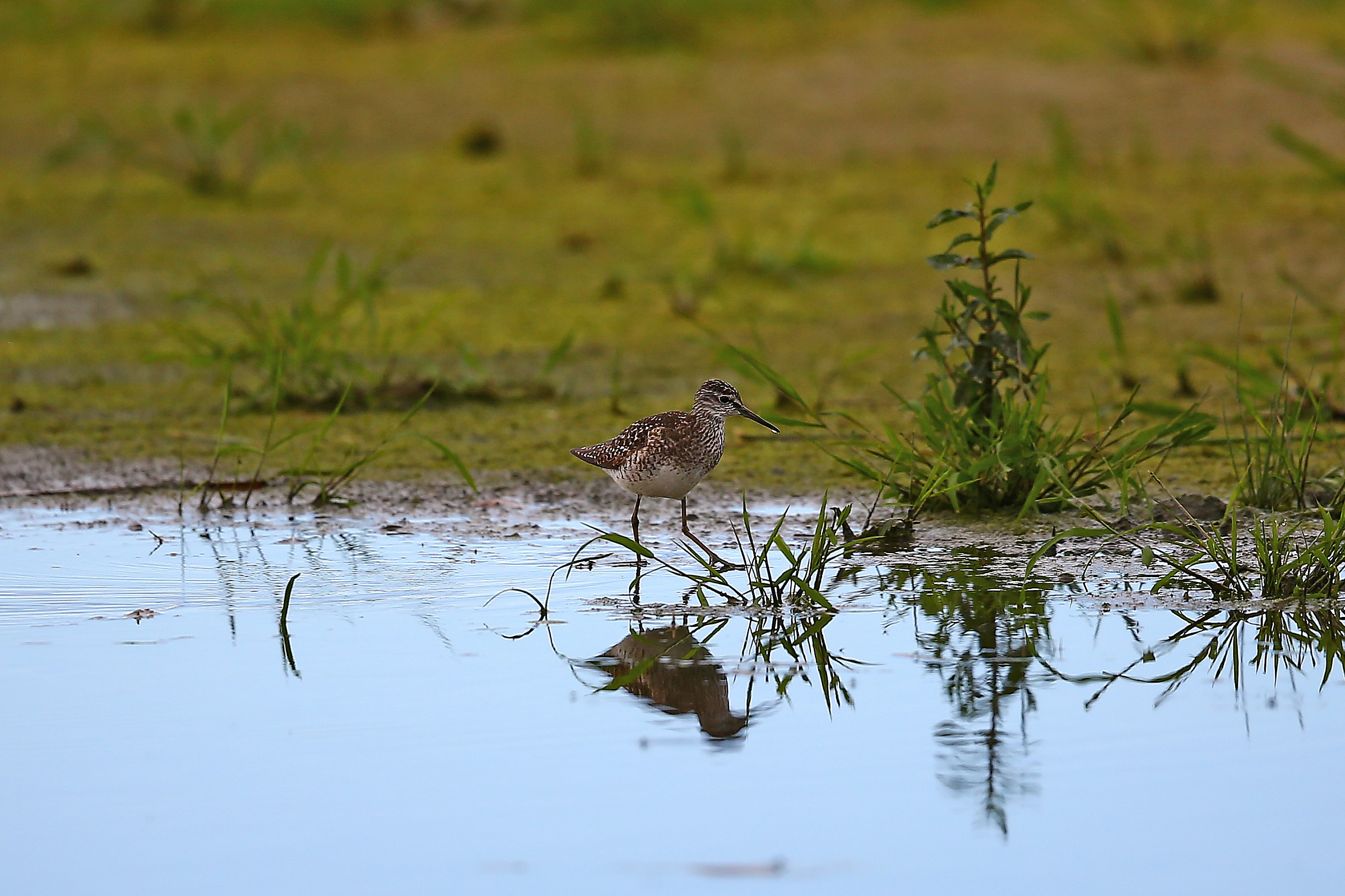 In giro per la palude