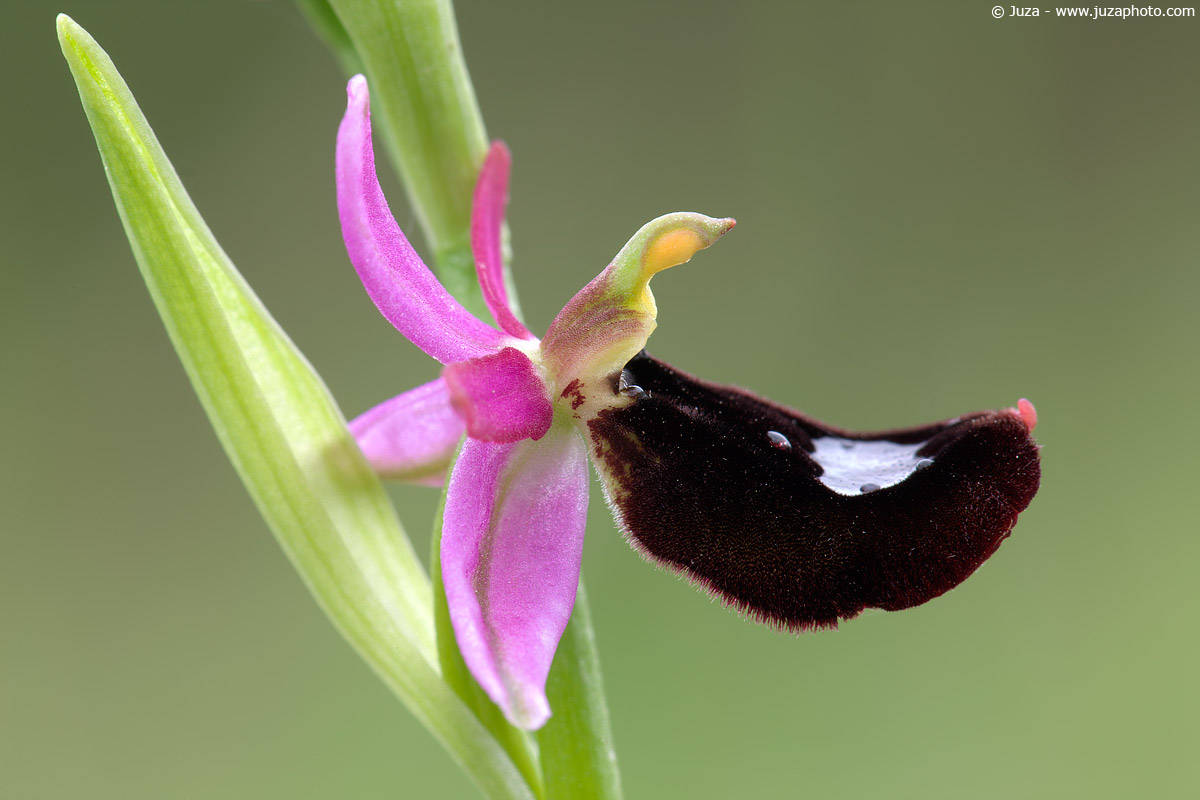 Ophrys bertolonii, 009,585