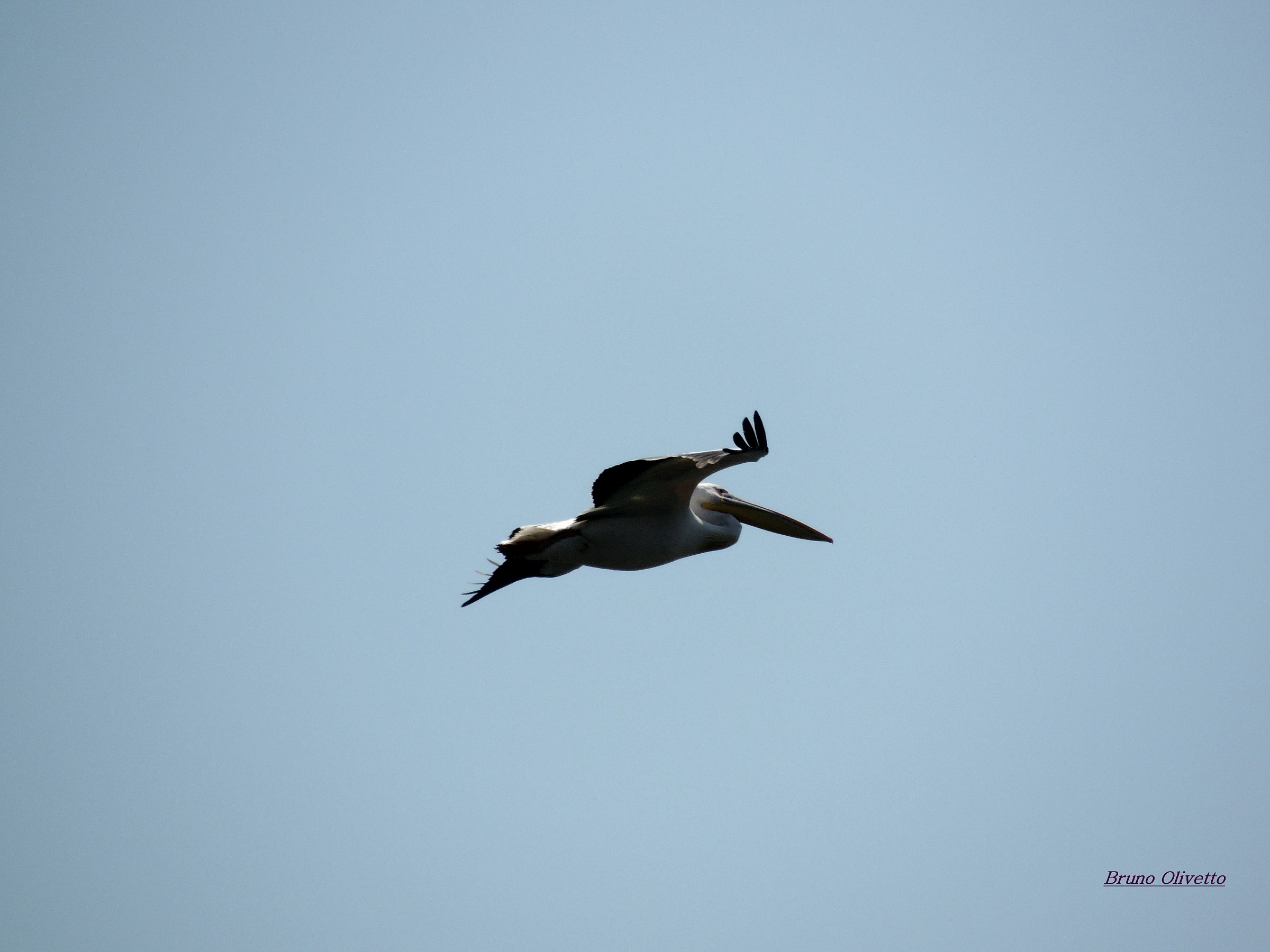 Pellicano ( delta Danubio )