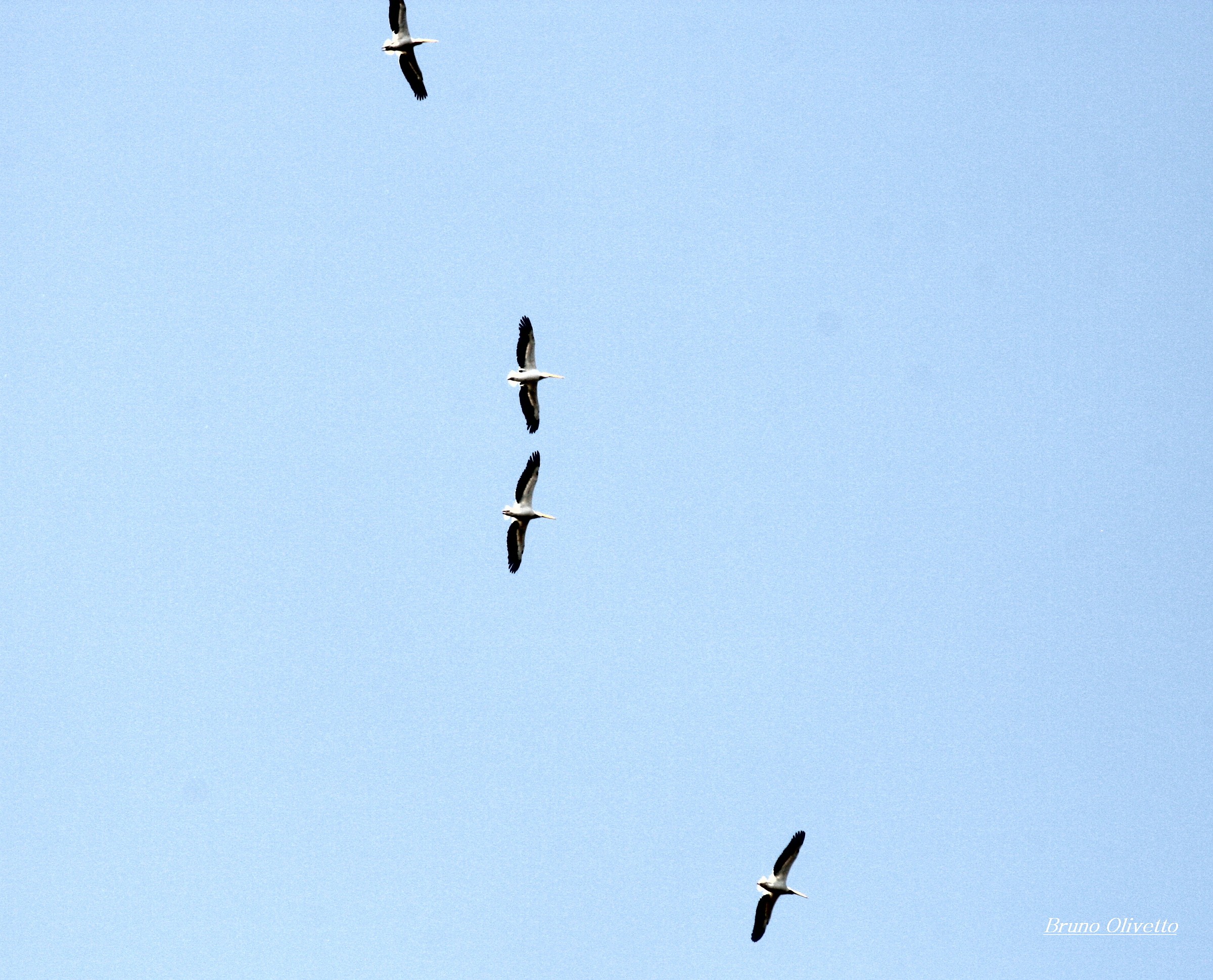 Pellicani in volo ( delta Danubio)