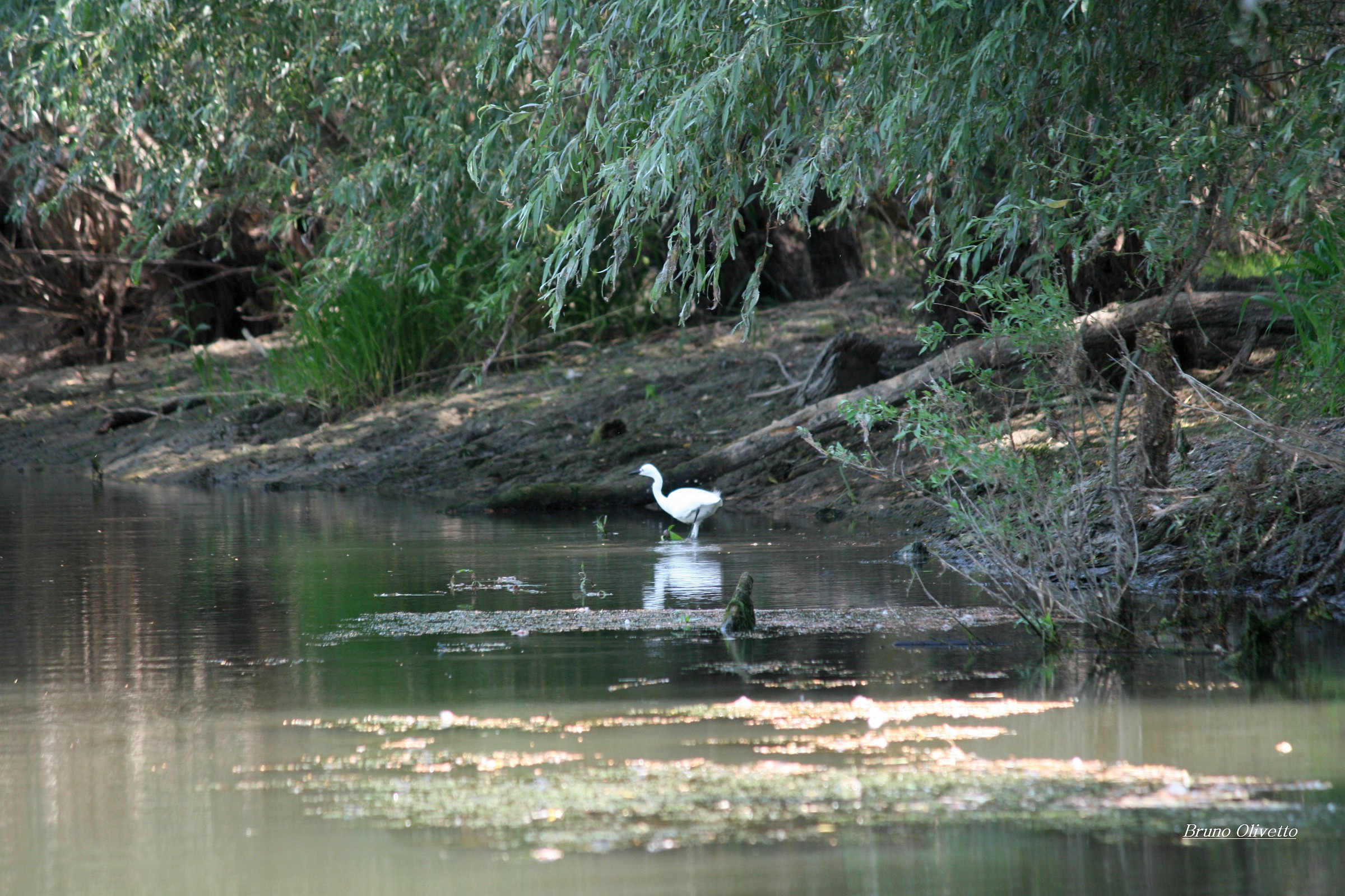 Garzeta (delta Danubio)