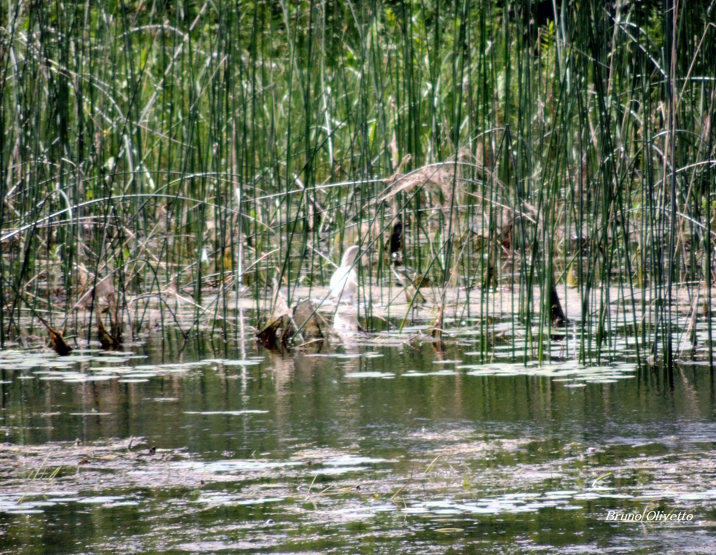 Airone (delta Danubio)