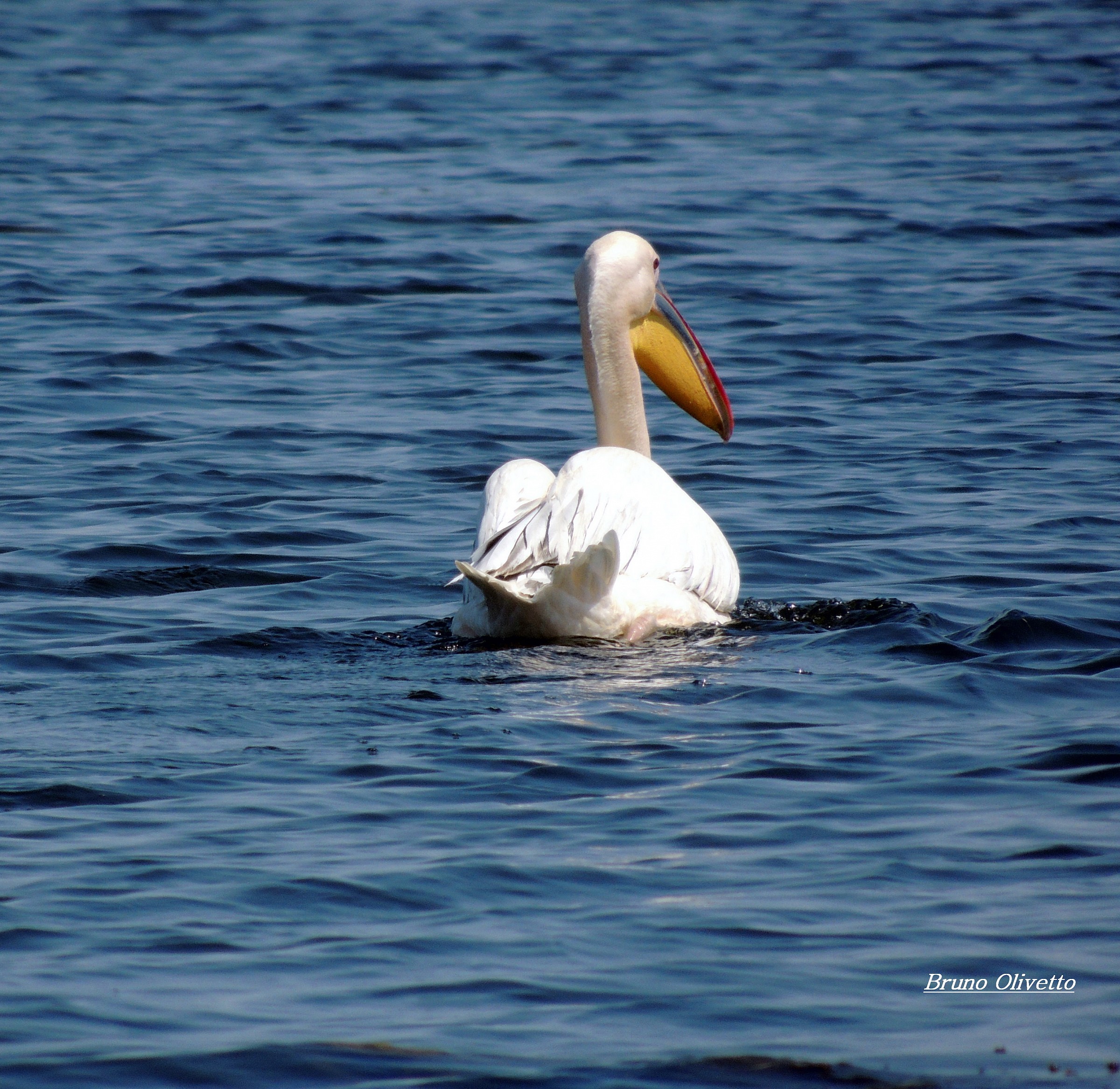 pellicano del delta Danubio