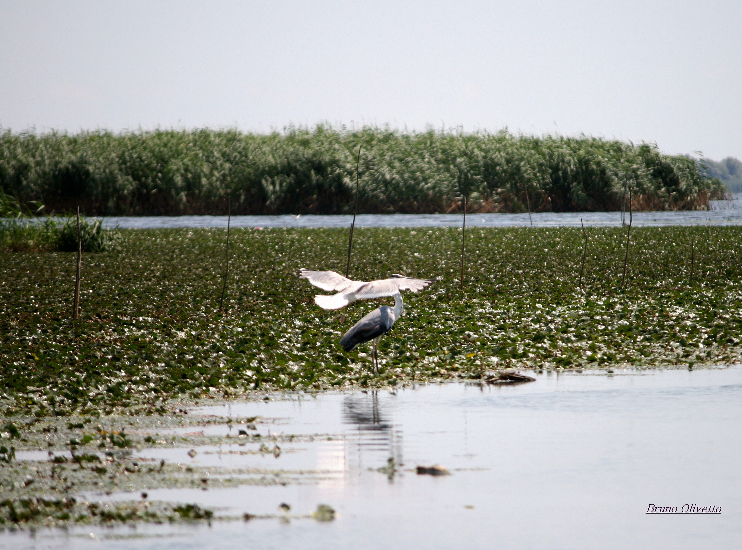 Airone e gabbiano (delta Danubio)