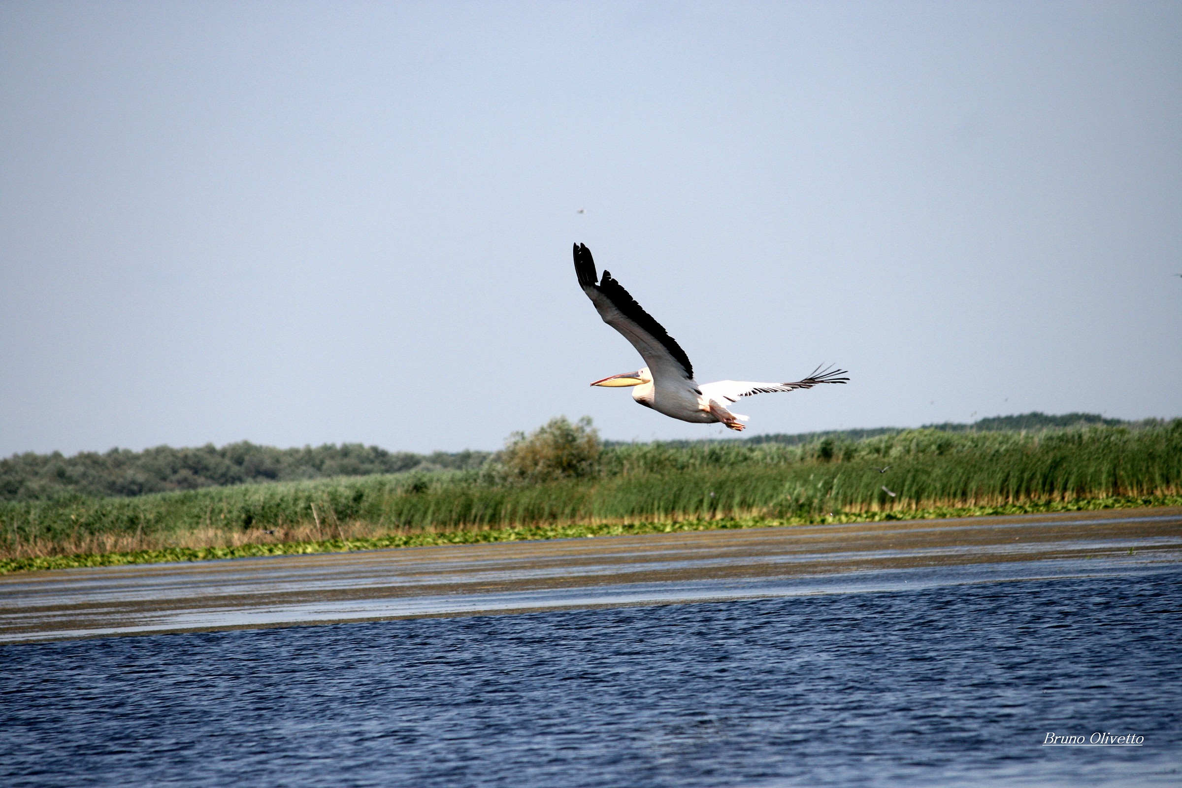 Pellicano del delta Danubio