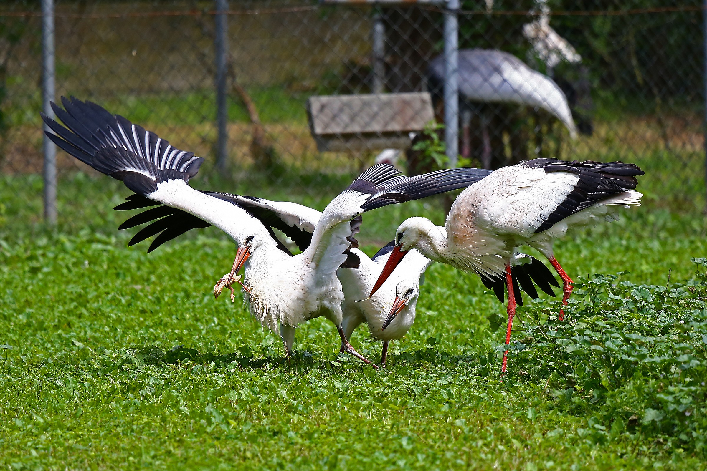 Ti ho portato da mangiare