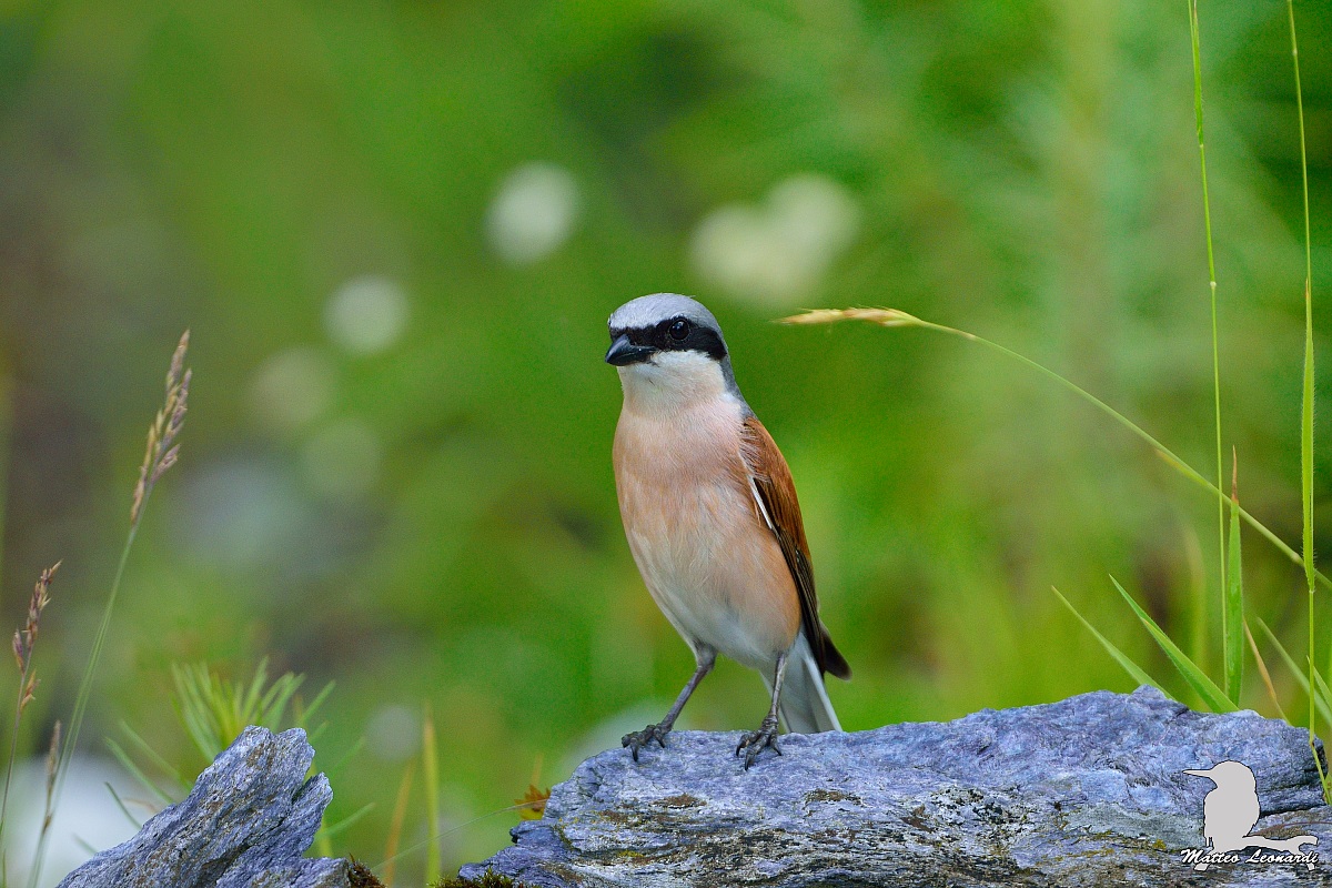 Averla piccola Maschio - Alpi Apuane