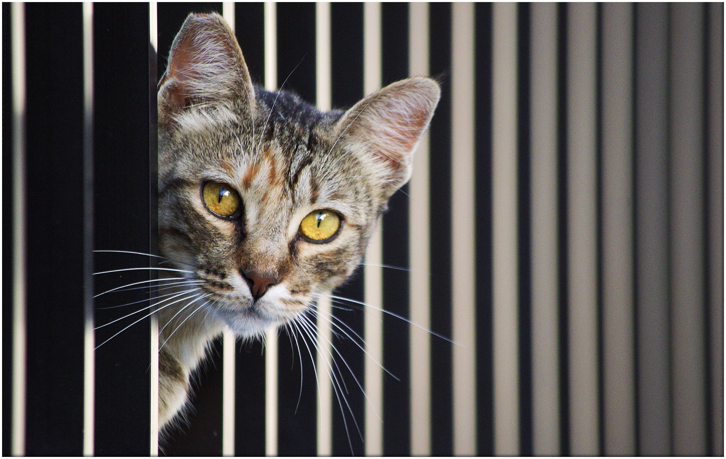 I do not trust you with that thing in your hand!