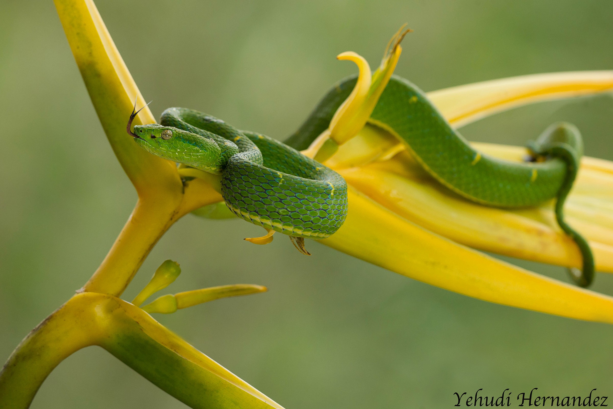 Side-striped palm pit viper (Bothriechis lateralis)